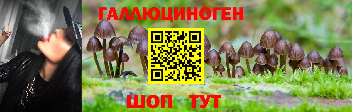 Псилоцибиновые грибы Psilocybe  Чернушка  Галлюциногенные грибы GOLDEN TEACHER 